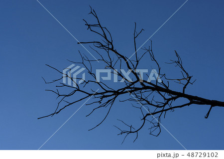 Silhouette death branch with blue sky. Silhouette death branch with blue sky. 48729102