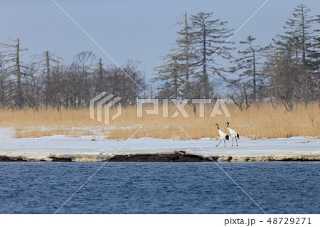 タンチョウの散歩　風蓮湖 48729271