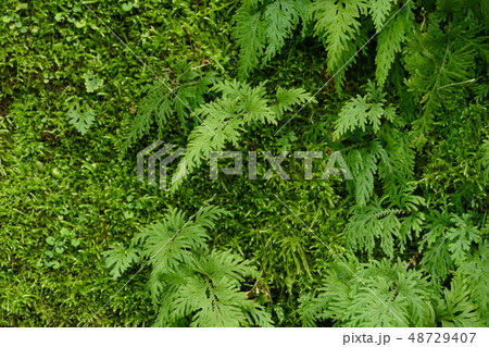 カタヒバとコケ 48729407