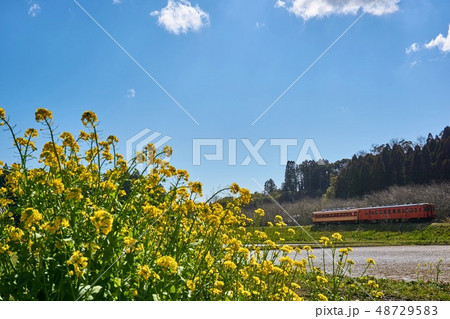 千葉県 いすみ鉄道 菜の花 新田野駅付近 千葉県 いすみ鉄道 菜の花 新田野駅付近 48729583