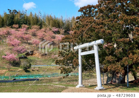 千葉県 河津桜と鳥居 布施千本桜まつり 千葉県 河津桜と鳥居 布施千本桜まつり 48729603