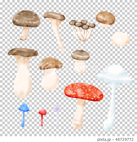 きのこ詰め合わせ　素材 48729772