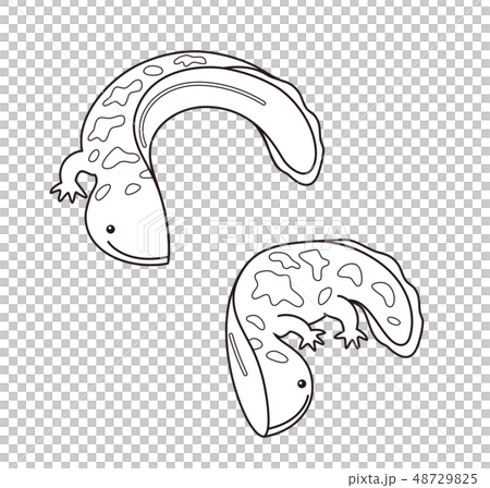 オオサンショウウオ ハンザキ Giant Salamander ぬりえのイラスト素材