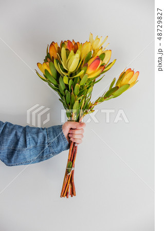 Female hands holding bouquet of Leucadendron Female hands holding bouquet of Leucadendron 48729827