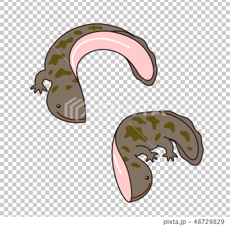 オオサンショウウオ ハンザキ Giant salamander オオサンショウウオ ハンザキ Giant salamander 48729829