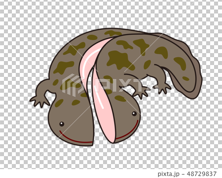 オオサンショウウオ ハンザキ Giant salamander オオサンショウウオ ハンザキ Giant salamander 48729837