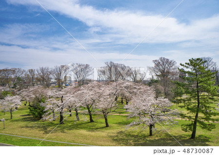 狭山公園の桜 48730087