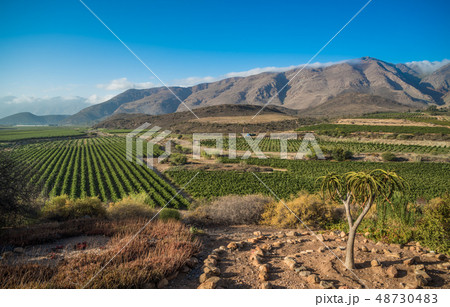 Beautiful landscape of Cape Winelands, wine 48730483