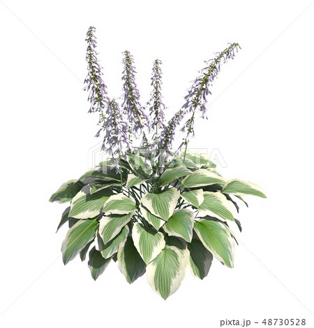 Plants 3d illustration isolated on the white background 48730528