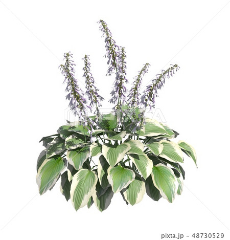 Plants 3d illustration isolated on the white background Plants 3d illustration isolated on the white background 48730529