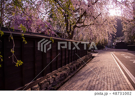 秋田県 仙北市 角館のしだれ桜 樺細工伝承館の黒塀 秋田県 仙北市 角館のしだれ桜 樺細工伝承館の黒塀 48731002