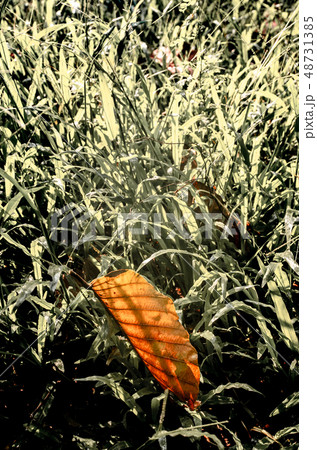 Dried leaf fallen on grass, Sadness mood tone 48731385