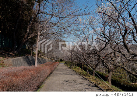 梅の花咲く、船橋市小室公園 梅の花咲く、船橋市小室公園 48731413