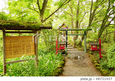 山王神社　新緑　 48731437
