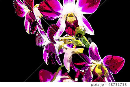 蘭の花のイラスト素材 蘭の花のイラスト素材