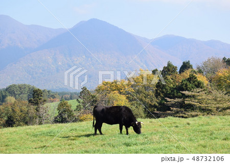 牛の放牧 月山高原牧場 48732106