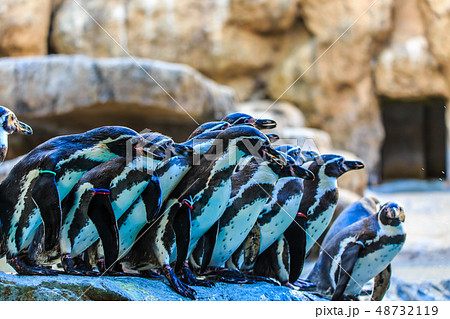 ペンギン　【動物鳥類】 48732119