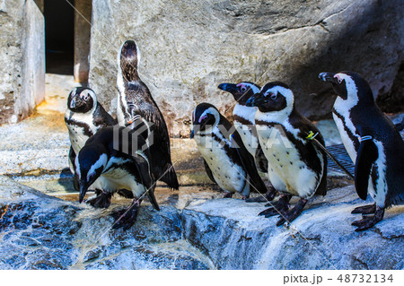 ペンギン 【動物鳥類】 ペンギン 【動物鳥類】 48732134