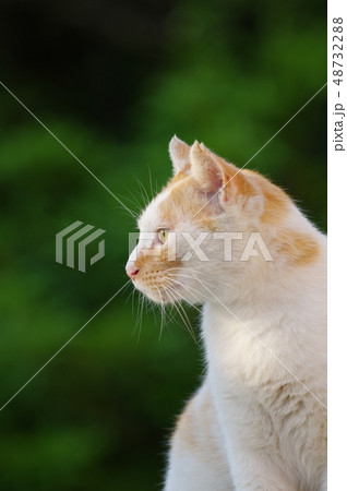 横を向く 48732288