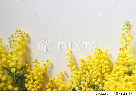 ミモザ ミモザ 48732347