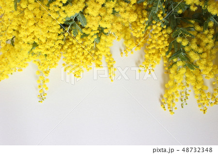 ミモザ ミモザ 48732348