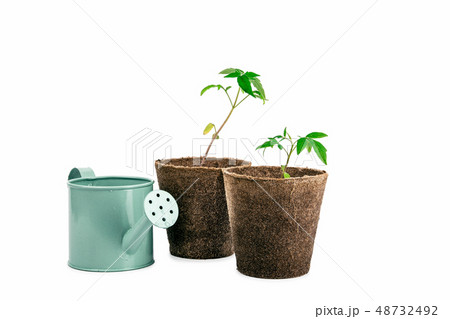 two plant of tomato and watering can isolated on white 48732492