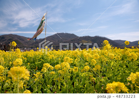道の駅「笠岡ベイファーム」~菜の花2019~ 道の駅「笠岡ベイファーム」~菜の花2019~ 48733223