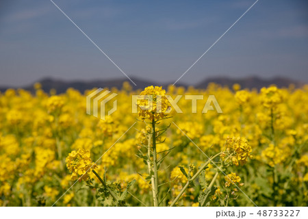 道の駅「笠岡ベイファーム」～菜の花2019～ 48733227