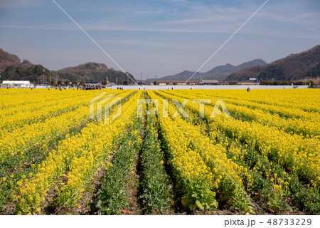 道の駅 笠岡ベイファーム 菜の花19 の写真素材