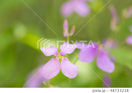 ハナダイコンの花 ハナダイコンの花 48733238