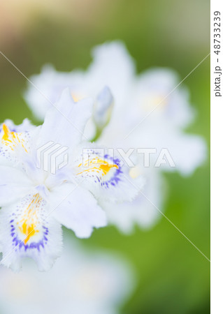 シャガの花 シャガの花 48733239