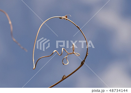 自然からのメッセージ 48734144