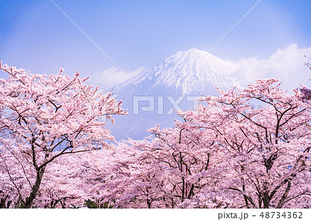 満開の桜と富士山 48734362
