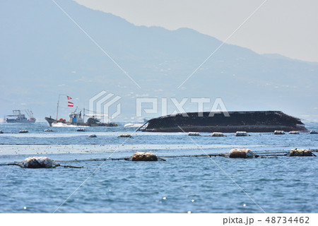 養殖海苔の摘み取り風景　明石市沖の播磨灘で操業 48734462