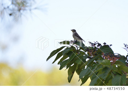 エゾビタキとクマノミズキ 48734550