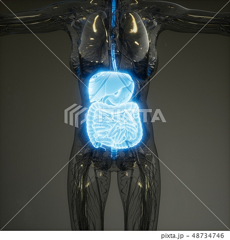 3d illustration of human digestive system parts 3d illustration of human digestive system parts 48734746