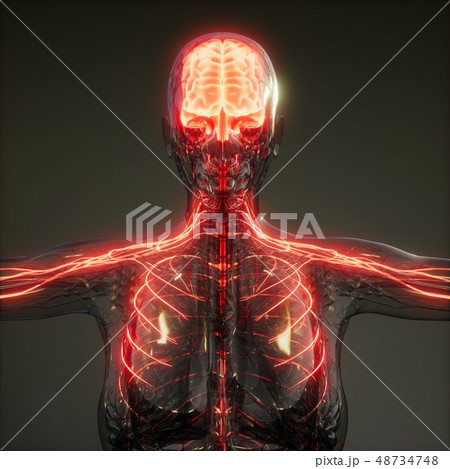 Human Brain Radiology Exam Human Brain Radiology Exam 48734748