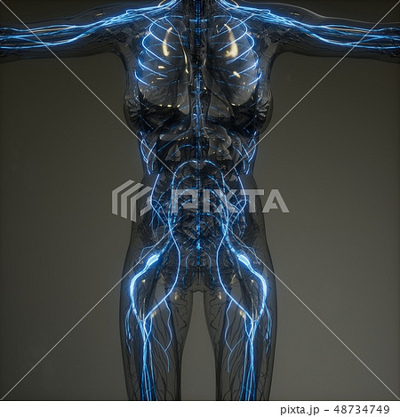 Human Neurology System Radiology Exam 48734749