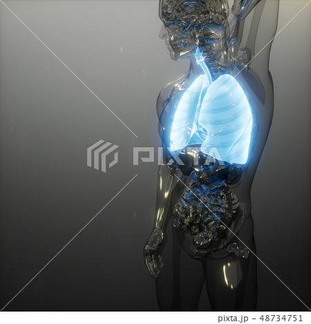 Human Lungs Radiology Exam 48734751
