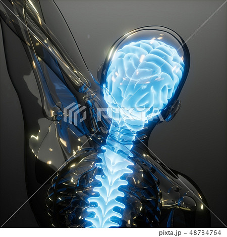 Human Brain Radiology Exam Human Brain Radiology Exam 48734764