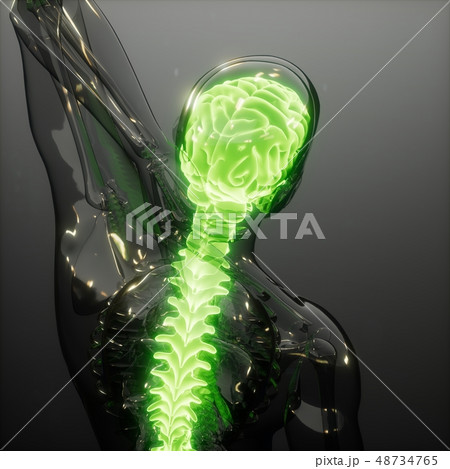Human Brain Radiology Exam 48734765