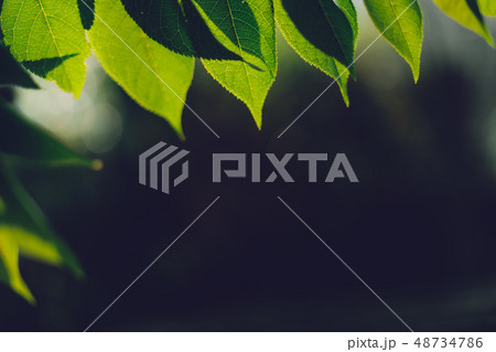 Leaves, background, leaves foliage Dark green Leaves, background, leaves foliage Dark green 48734786