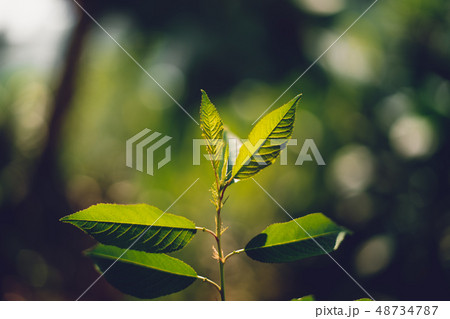 Leaves, background, leaves foliage Dark green Leaves, background, leaves foliage Dark green 48734787