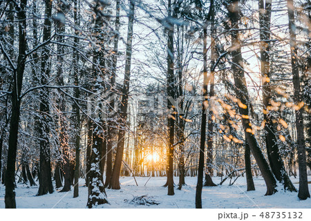 Bare Trees In Winter During Sunset 48735132