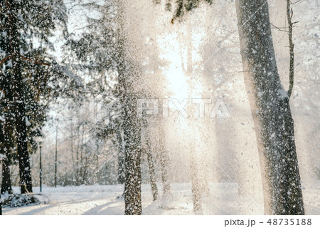 Snow On Pine Tree Leaves During Sunset Snow On Pine Tree Leaves During Sunset 48735188