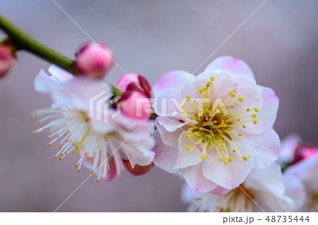 梅のイメージ 48735444