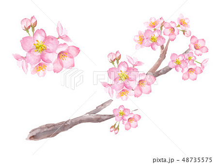 桜の花、枝 48735575
