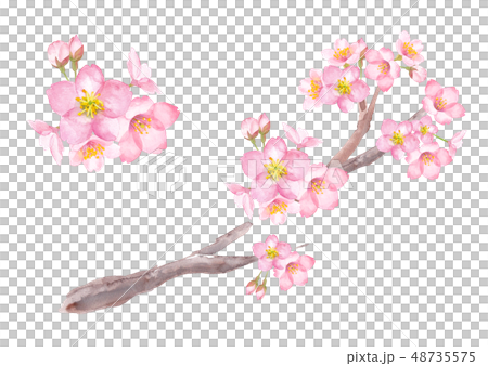桜の花、枝 48735575