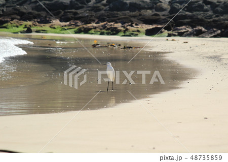 伊豆下田　外浦海岸にいたサギ 48735859
