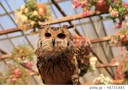 富士花鳥園のフクロウ 48735885